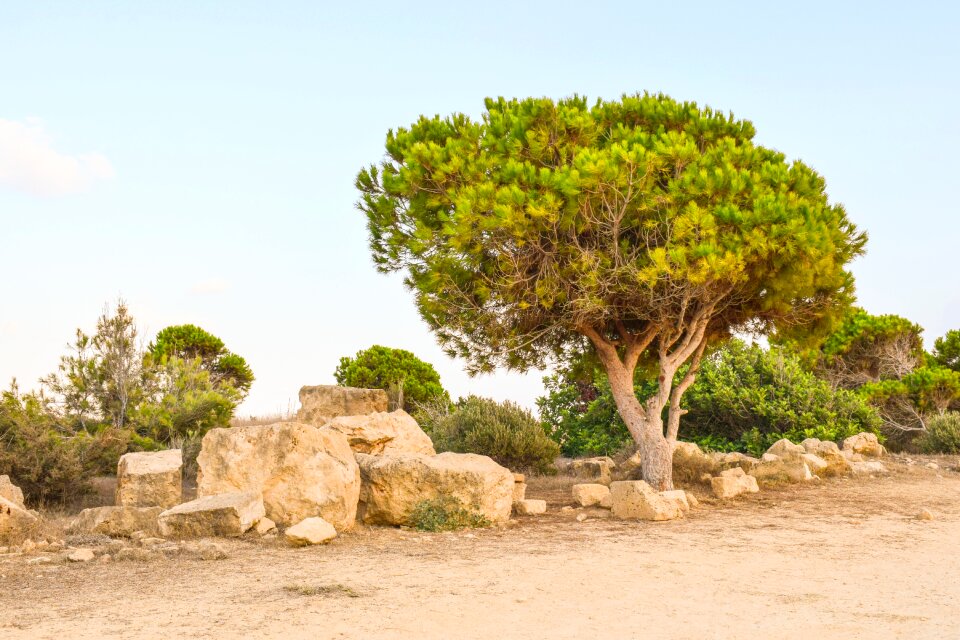 Archaeological site landscape trees