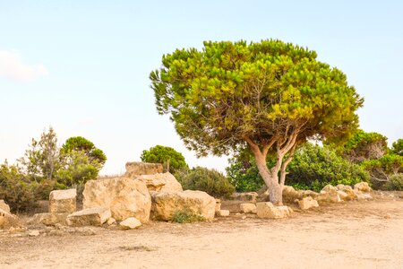 Archaeological site landscape trees