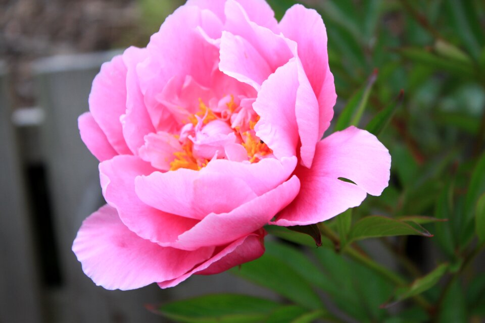 Rhododendron pink flower