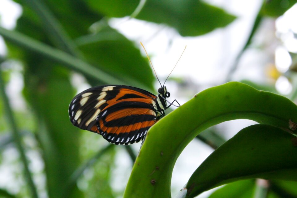 Wing plant animal