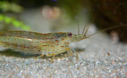 Freshwater animals underwater