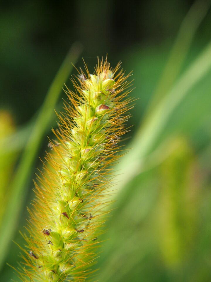 Nature close up blades of grass