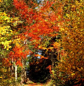 Deciduous trees colorful leaves bright photo