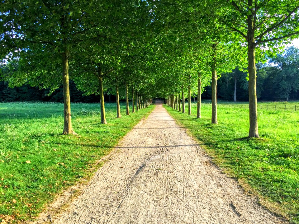 Tree allee path