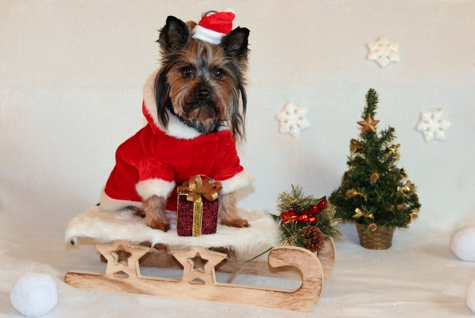 Sled santa claus cute