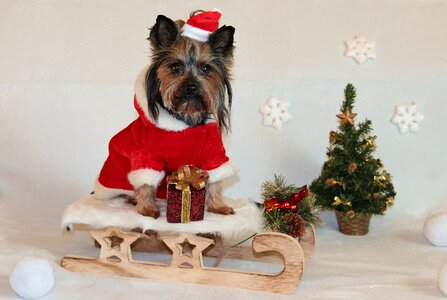 Sled santa claus cute