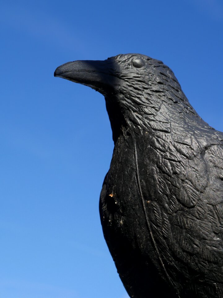 Dummy defense bird control