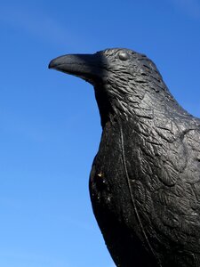Dummy defense bird control