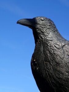 Dummy defense bird control photo