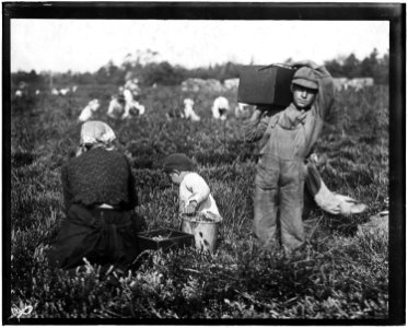 Jim Waldine, 6 years old, been picking cranberries 2 years. Also Sam Frohue, 9 years old, been picking 2 years, could... - NARA - 523259 photo