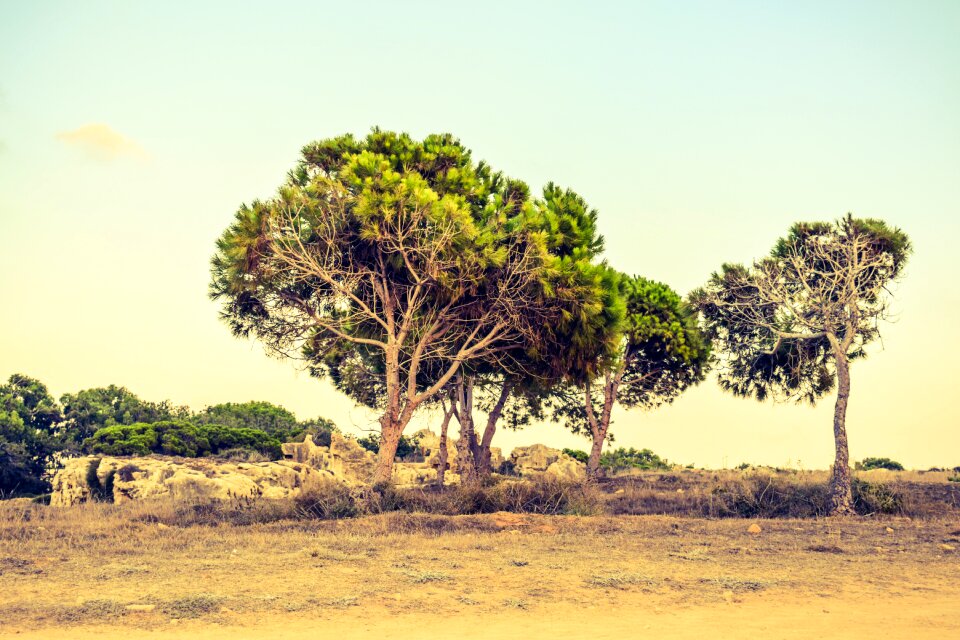 Archaeological site landscape trees