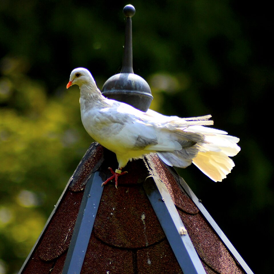 Bird white beautiful