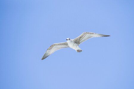 Wing wings background