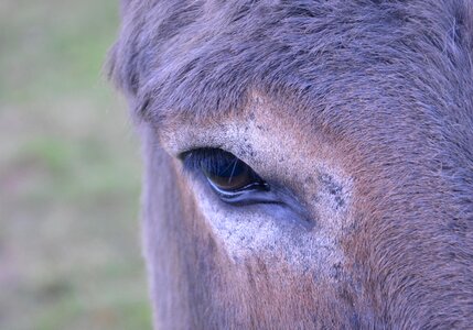 Equine profile horse domestic animal photo