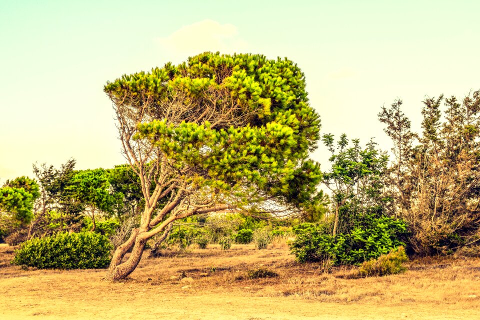 Trees summer scenery