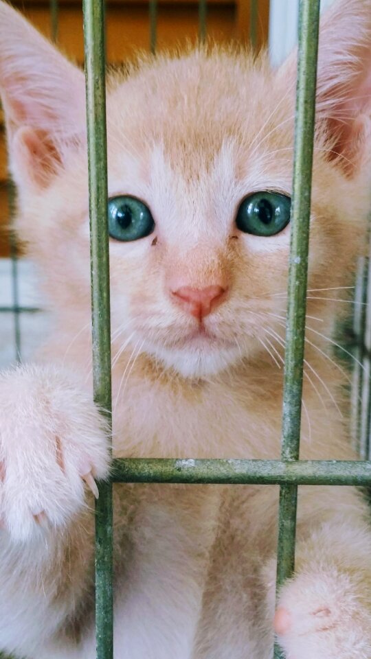 Animal pet cute