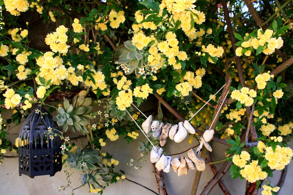 Yellow rose yellow flower rosebush