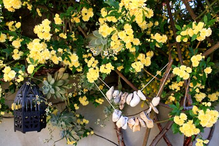 Yellow rose yellow flower rosebush