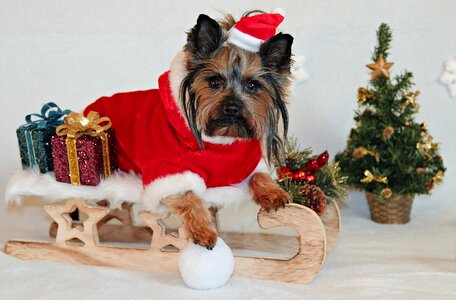 Sled santa claus cute