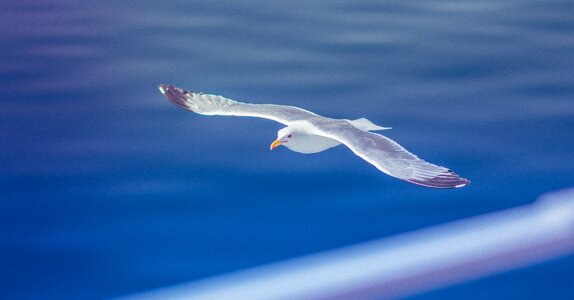 Animal flying blue