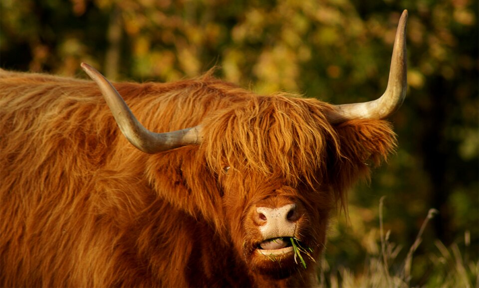 Scottish hochlandrind highland cattle scottish highland cow