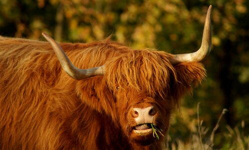 Scottish hochlandrind highland cattle scottish highland cow photo