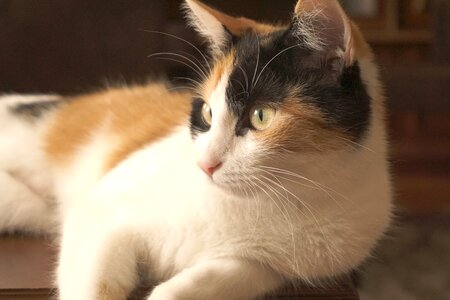 Animal cute kitten