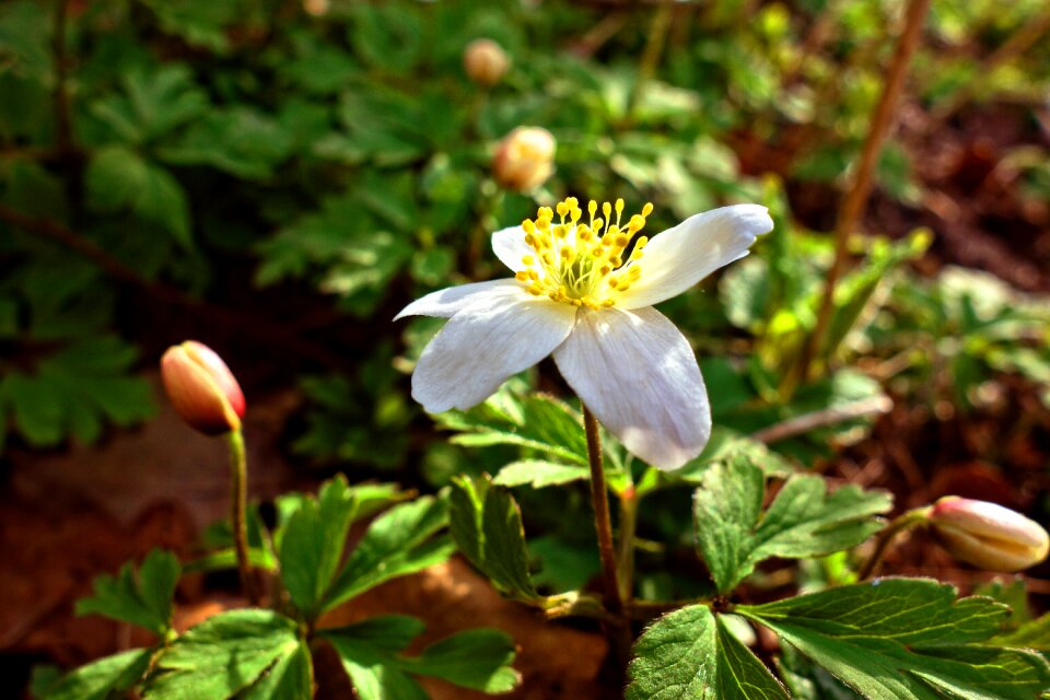 White flower anemone nemorosa buttercup family
