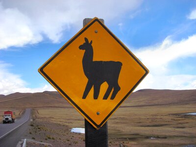Warning caution llamas photo
