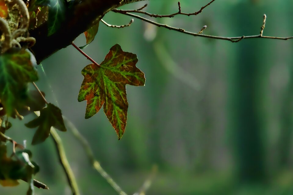 Plant ivy backlighting