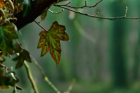 Plant ivy backlighting