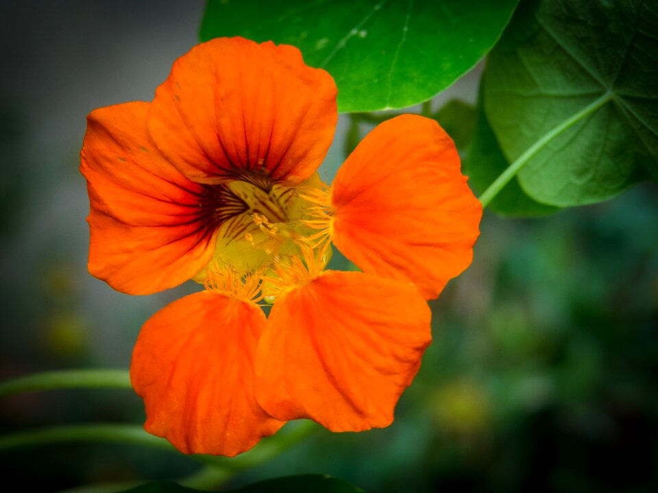 Orange summer edible