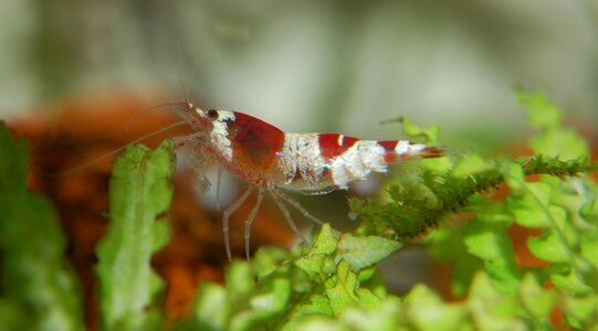 Aquatic animal small freshwater