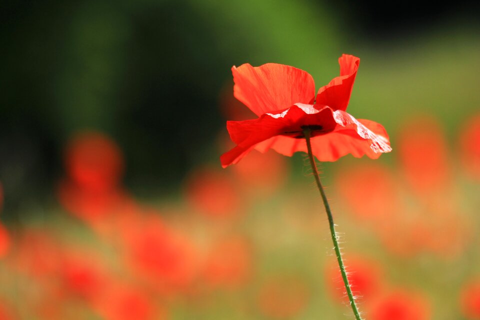 Nature wild flower wild flowers