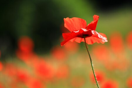 Nature wild flower wild flowers photo