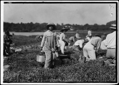 Joe carrying cranberries, said 10 years old. Picks also. Falmouth, Mass. - NARA - 523479