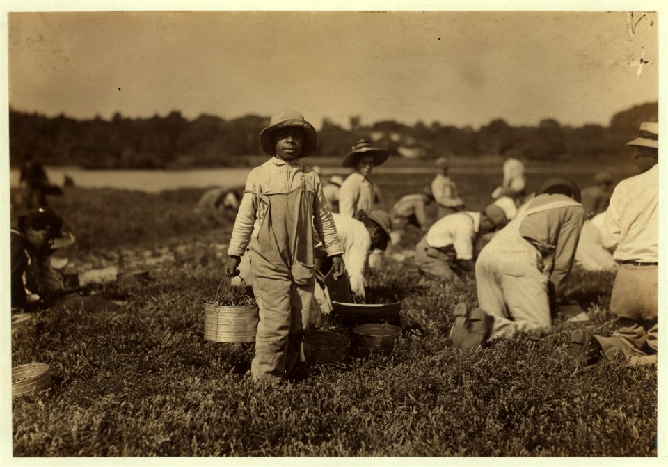 Joe carrying cranberries. Said 10 years old. Picks also. LOC nclc.00167