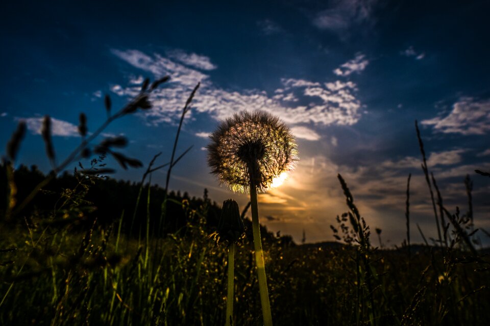 Landscape plant dandelion photo