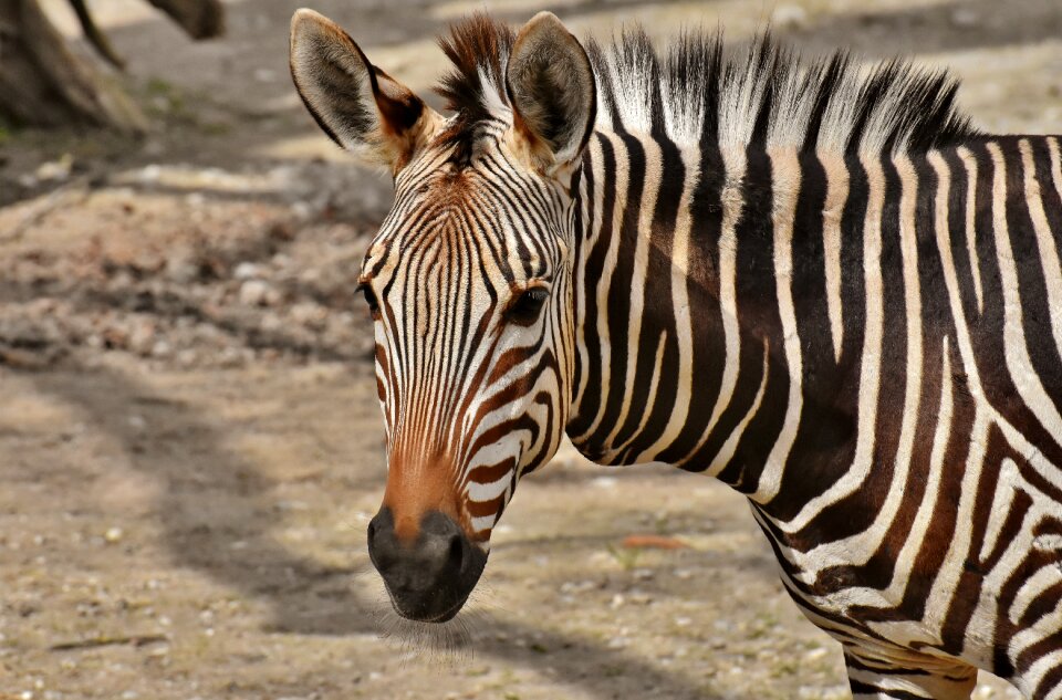Africa animal crosswalk
