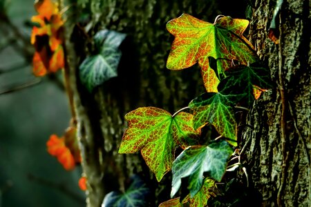 Tree ivy backlighting