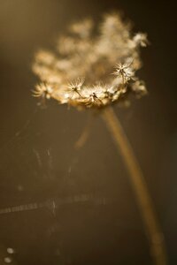 Garden beautiful macro photo