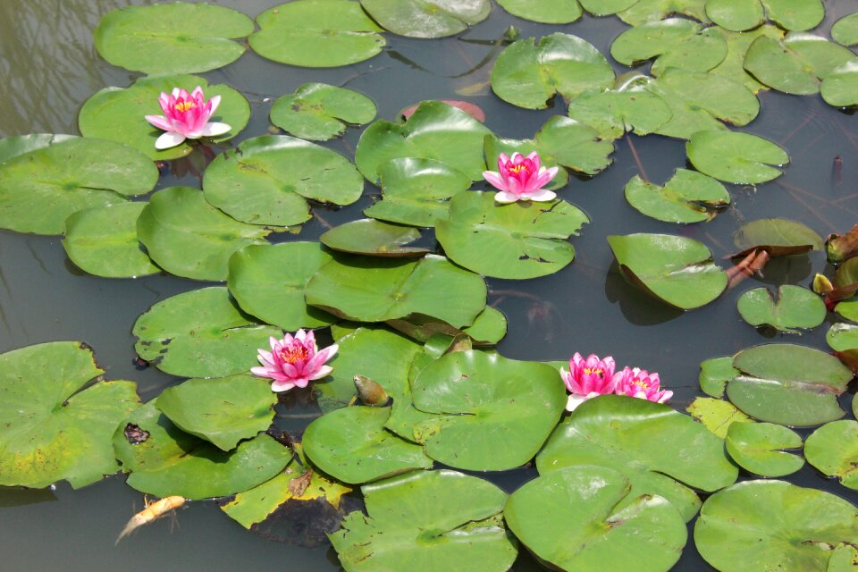 Aquatic plants flower leaf