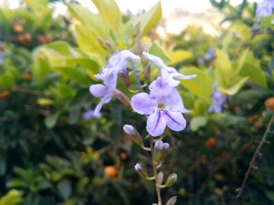 Plant flower blue