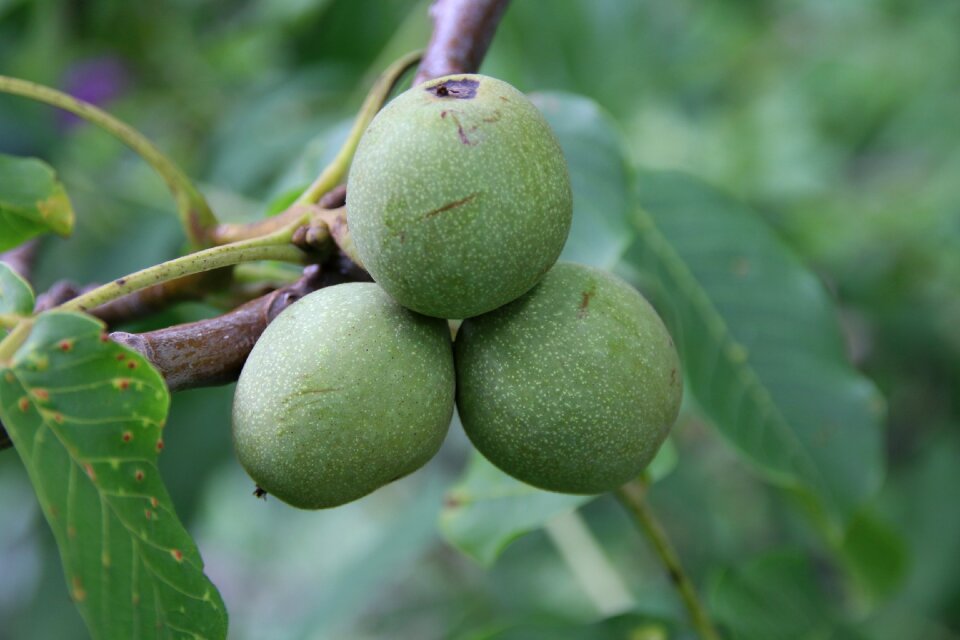 Green fruit nature