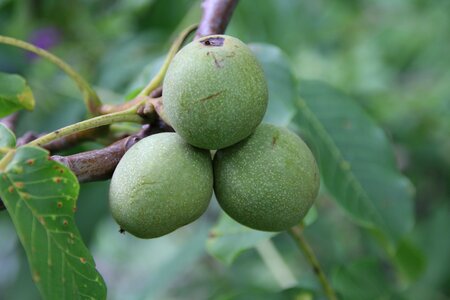 Green fruit nature