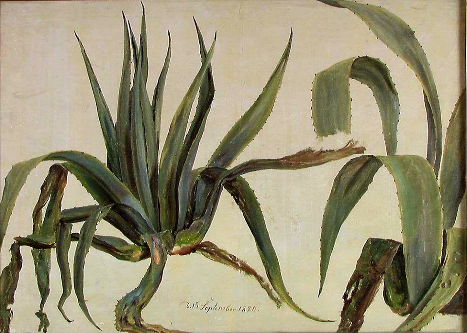 Johan Christian Dahl - Study of two Agaves - NG.M.01476 - National Museum of Art, Architecture and Design