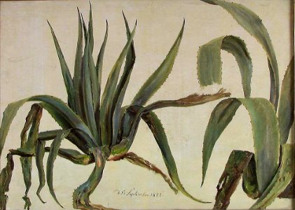 Johan Christian Dahl - Study of two Agaves - NG.M.01476 - National Museum of Art, Architecture and Design photo