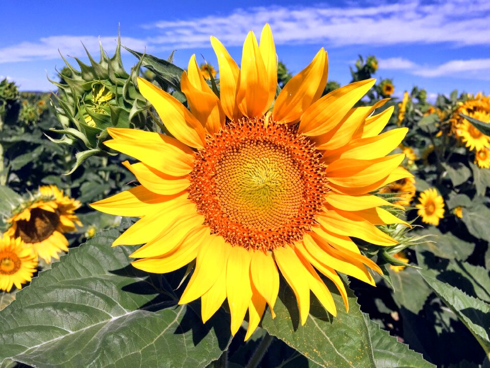 Landscape yellow flower sun