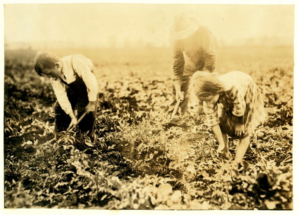 Jo Durco. This man, his wife and two children, Mary 8 years, Tony 10 years, do all the work on a large plot of beets. They are blocking and thinning now. LOC cph.3a38907