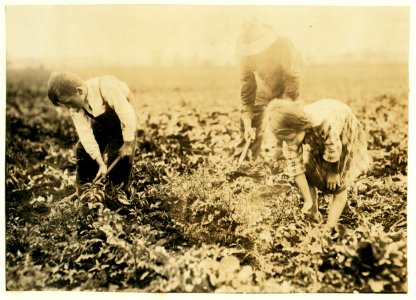 Jo Durco. This man, his wife and two children, Mary 8 years, Tony 10 years, do all the work on a large plot of beets. They are blocking and thinning now. LOC cph.3a38907